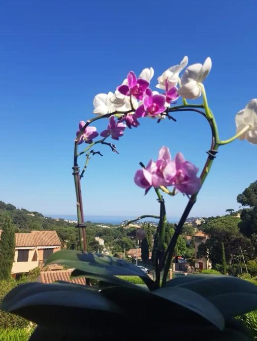 Hameau Du Soleil Apartment กาวาแลร์-ซูร์-แมร์ ภายนอก รูปภาพ